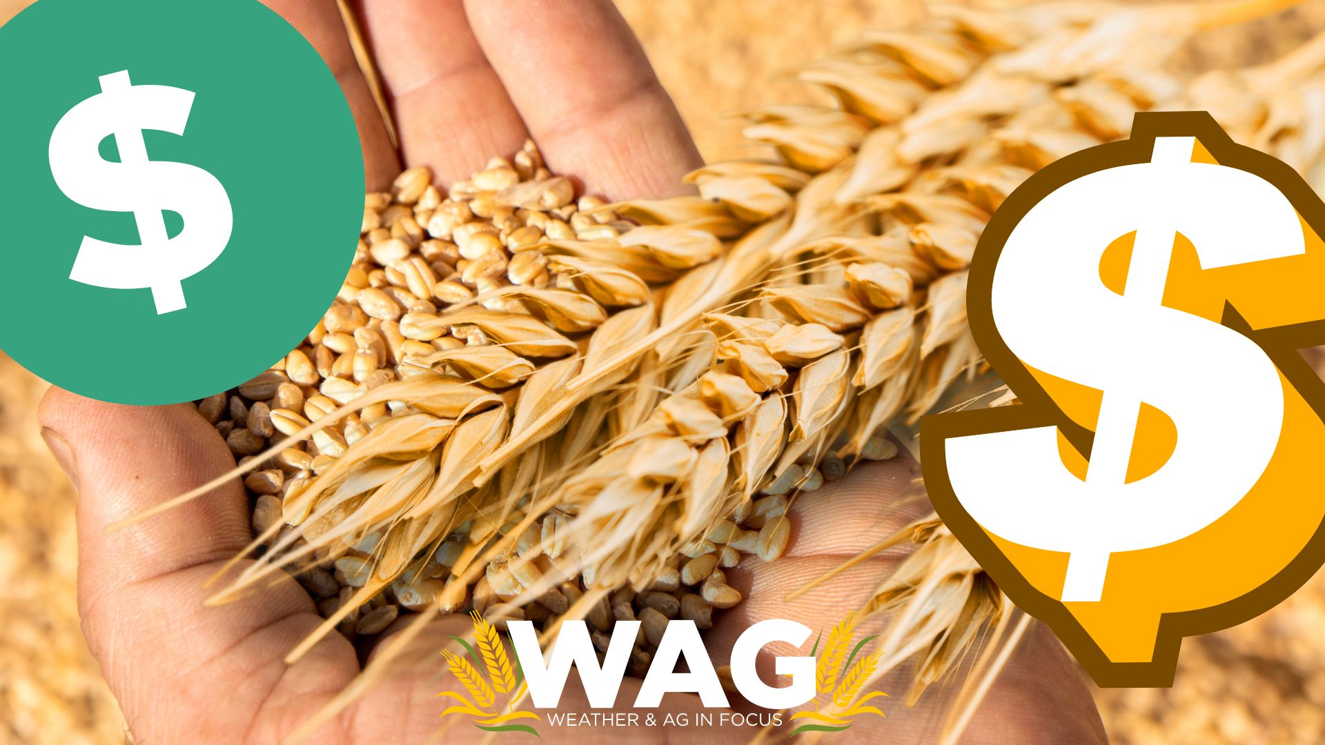 Selling Your Grain Without Hassles! WAG In Focus 5-2-23