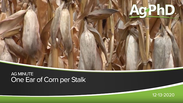 One Ear of Corn per Stalk | Ag PhD
