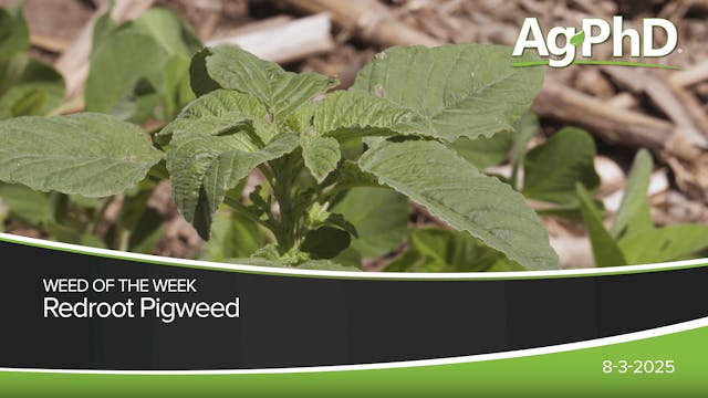 Redroot Pigweed | Ag PhD