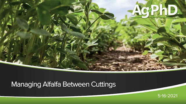 Managing Alfalfa Between Cuttings | A...