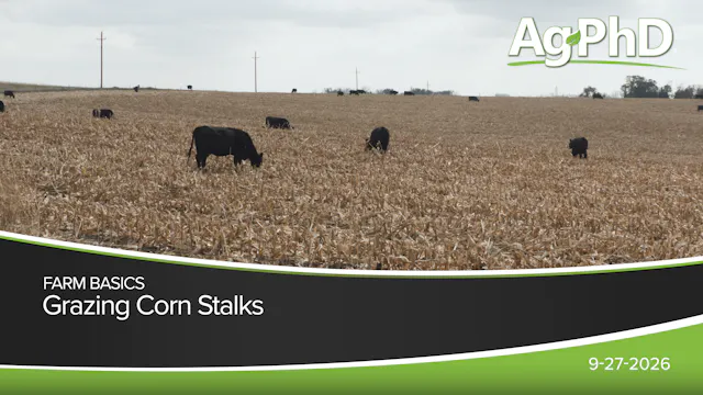 Grazing Corn Stalks | Ag PhD