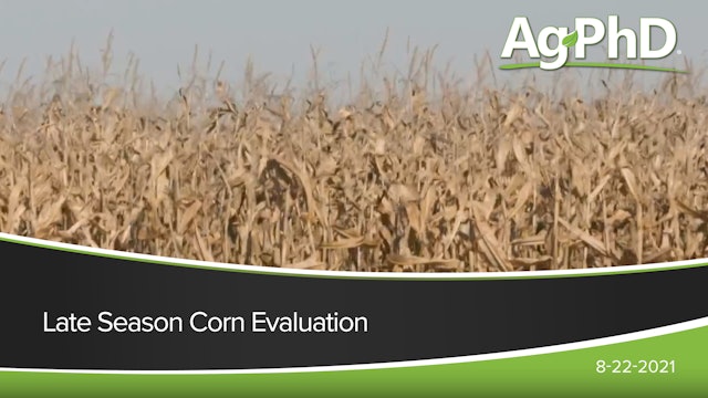 Late Season Corn Evaluation | Ag PhD