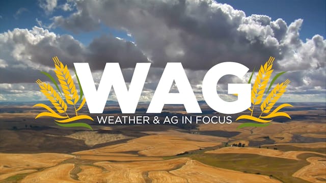 Coffee in North Carolina | WAG in Foc...