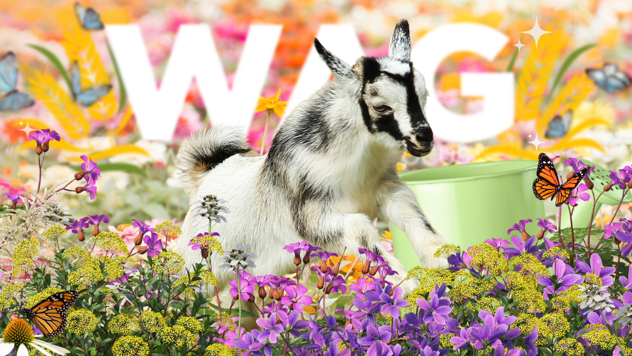 Time To Plant New Trees! | WAG in Focus 05-08-25