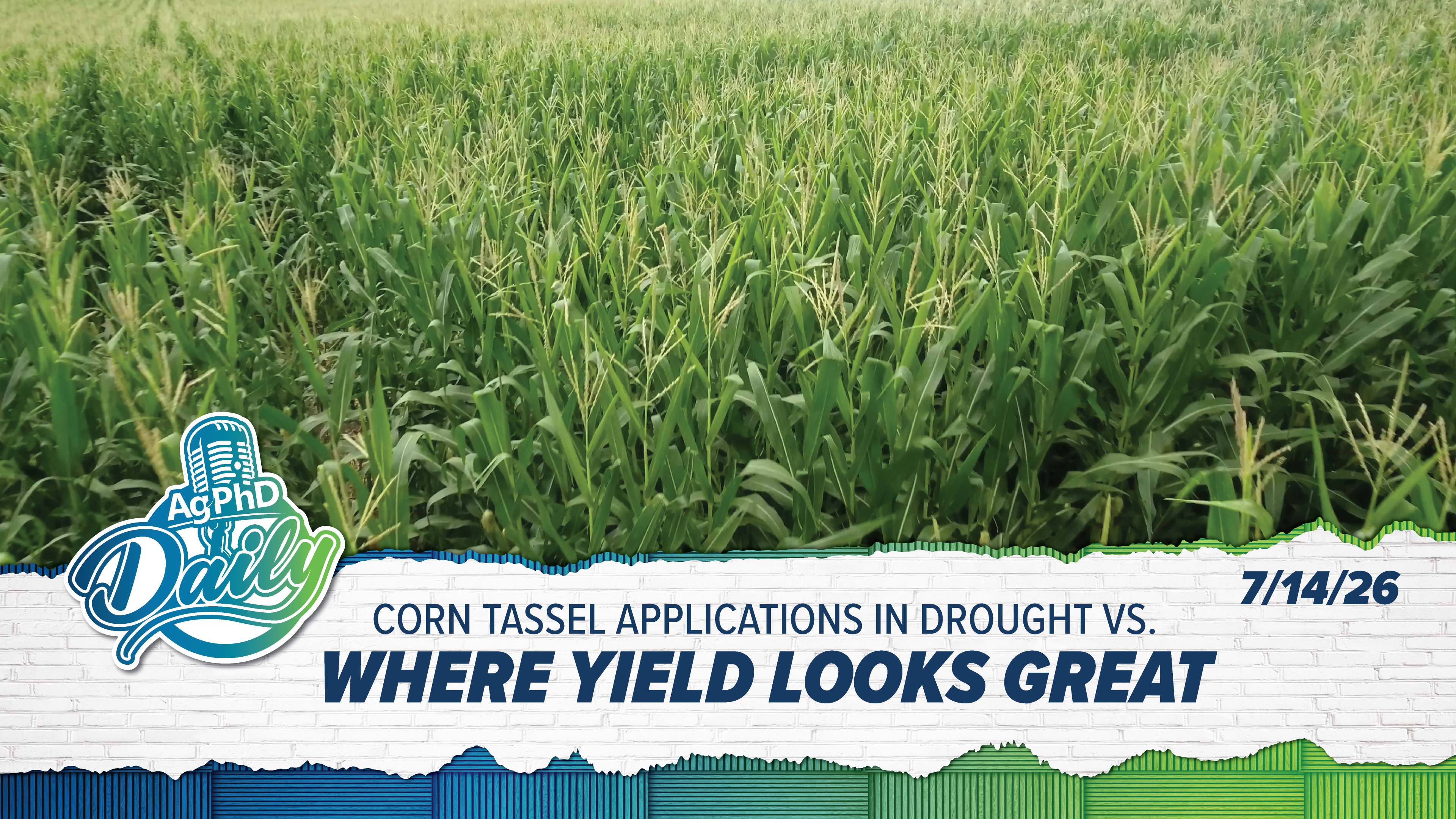 Corn Tassel Applications In Drought | Ag PhD Daily | 7/14/26