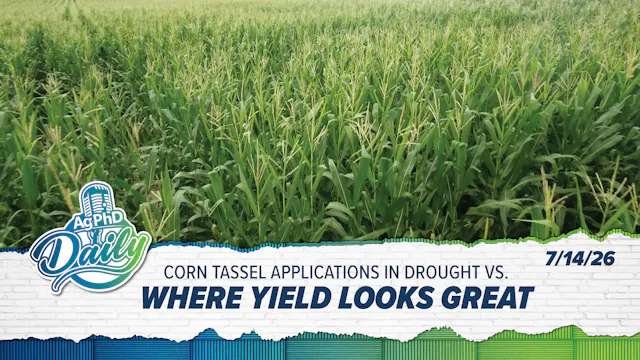 Corn Tassel Applications In Drought |...