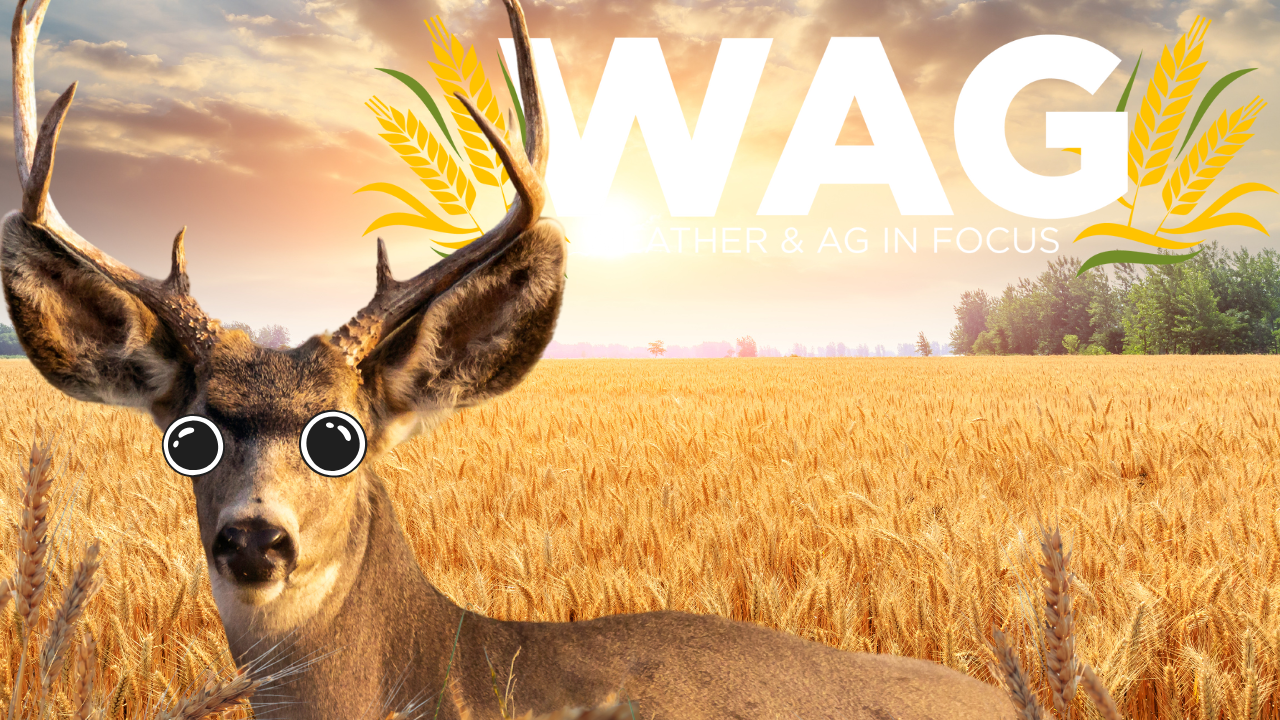 Farming Surf and Turf in One Place! | WAG in Focus 08-08-25