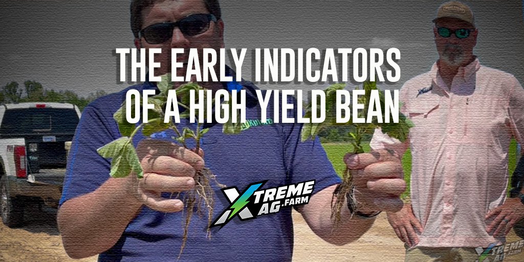 What Are The Early Indicators of a High Yield Bean? | XtremeAg