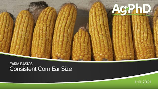 Consistent Corn Ear Size | Ag PhD