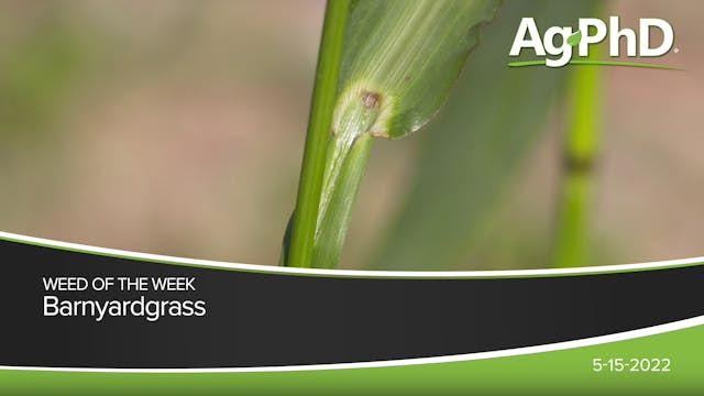 Barnyardgrass | Ag PhD