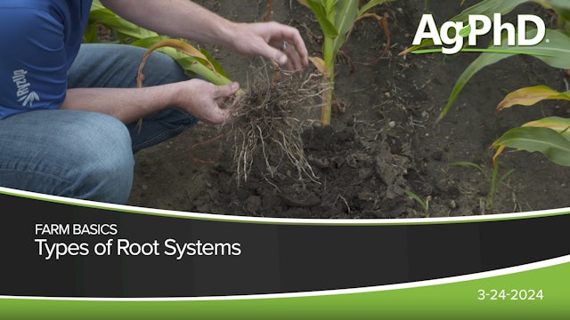 Types of Root Systems | Ag PhD