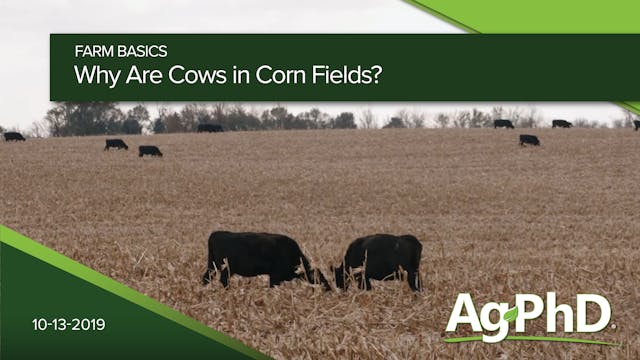 Why Are Cows in Corn Fields?