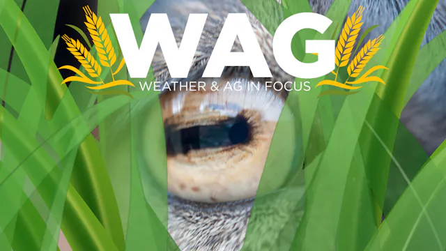 It's a Monday | WAG in Focus 09-21-26