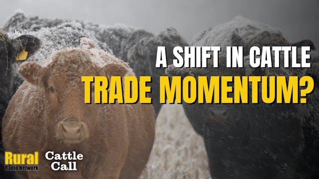 A Shift In Cattle Trade Momentum | Ca...