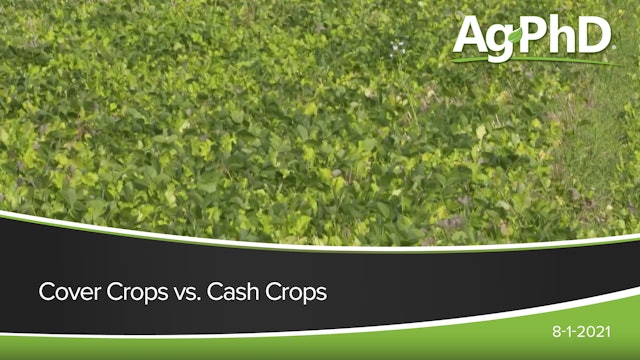 Cover Crops vs. Cash Crops | Ag PhD