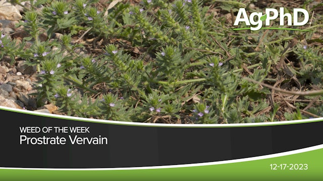 Prostrate Vervain | Ag PhD
