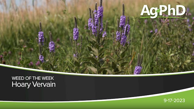 Hoary Vervain | Ag PhD