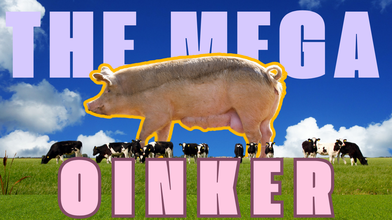 Free for All Tuesday | WAG in Focus 11-12-24