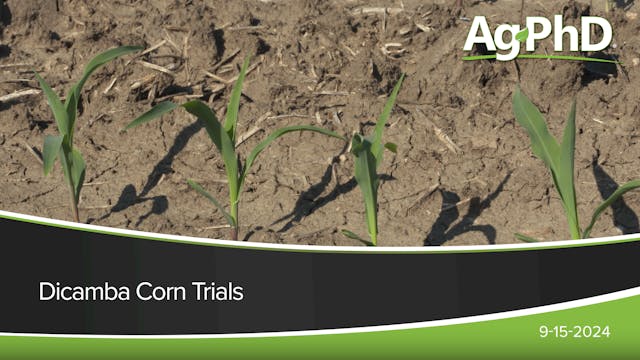 Dicamba Corn Trials | Ag PhD