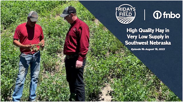 High Quality Hay in Very Short Supply...