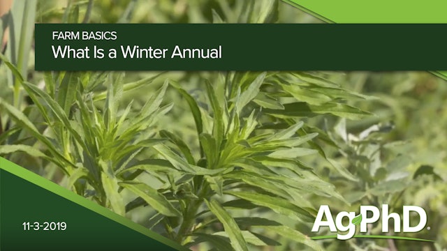 What Are Winter Annual Weeds?