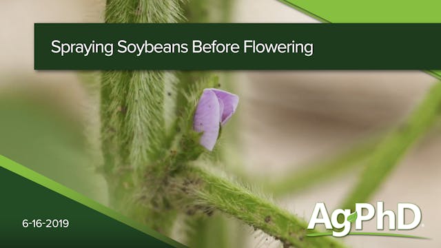 Spraying Soybeans Before Flowering