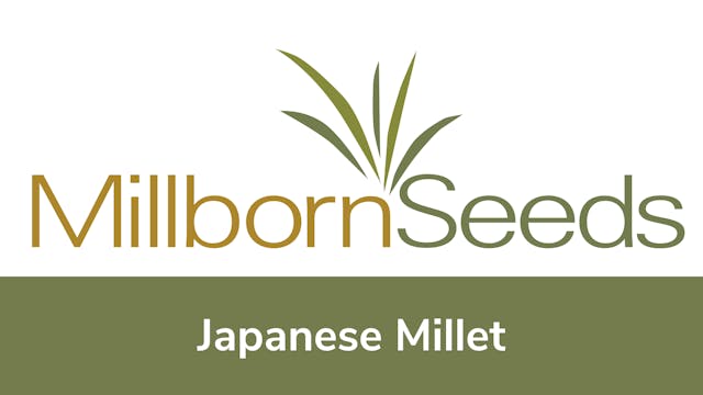 Millborn Seeds - Japanese Millet