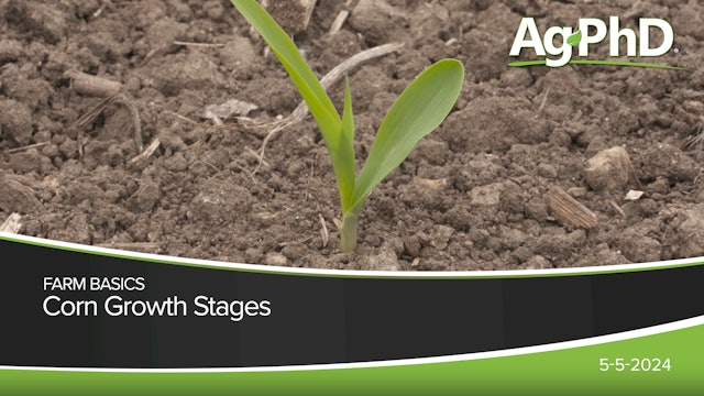 Corn Growth Stages | Ag PhD