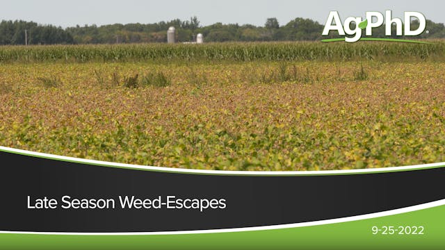 Late Season Weed-Escapes 