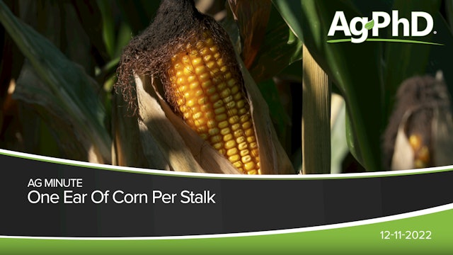 One Ear Of Corn Per Stalk | Ag PhD