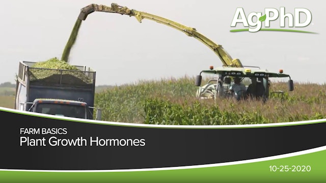 Plant Growth Hormones | Ag PhD
