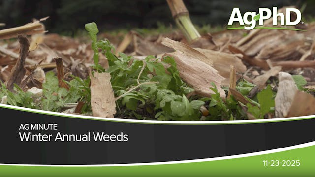 Winter Annual Weeds | Ag PhD