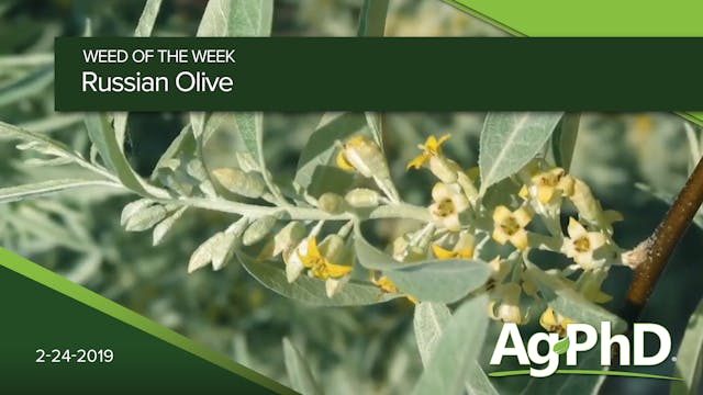 Russian Olive | Ag PhD