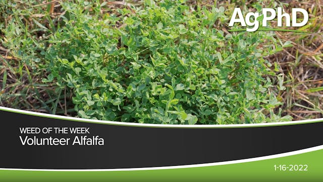 Volunteer Alfalfa | Ag PhD