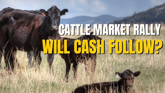 Cattle Market Rally: Will Cash Follow...