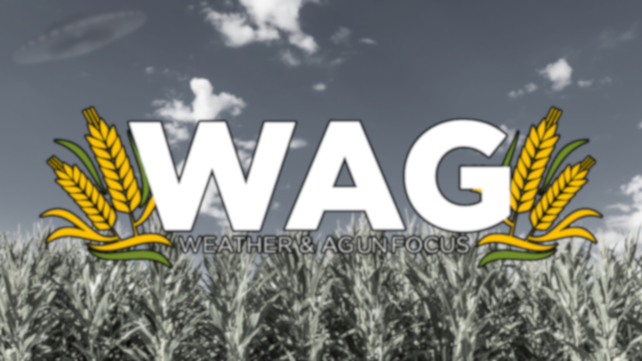 Free For All Tuesday | WAG in Focus 05-06-25