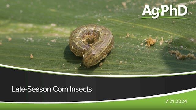 Late-Season Corn Insects | Ag PhD