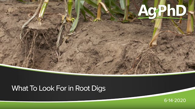 What To Look For in Root Digs | Ag PhD