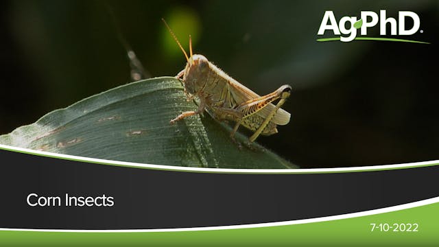 Corn Insects | Ag PhD