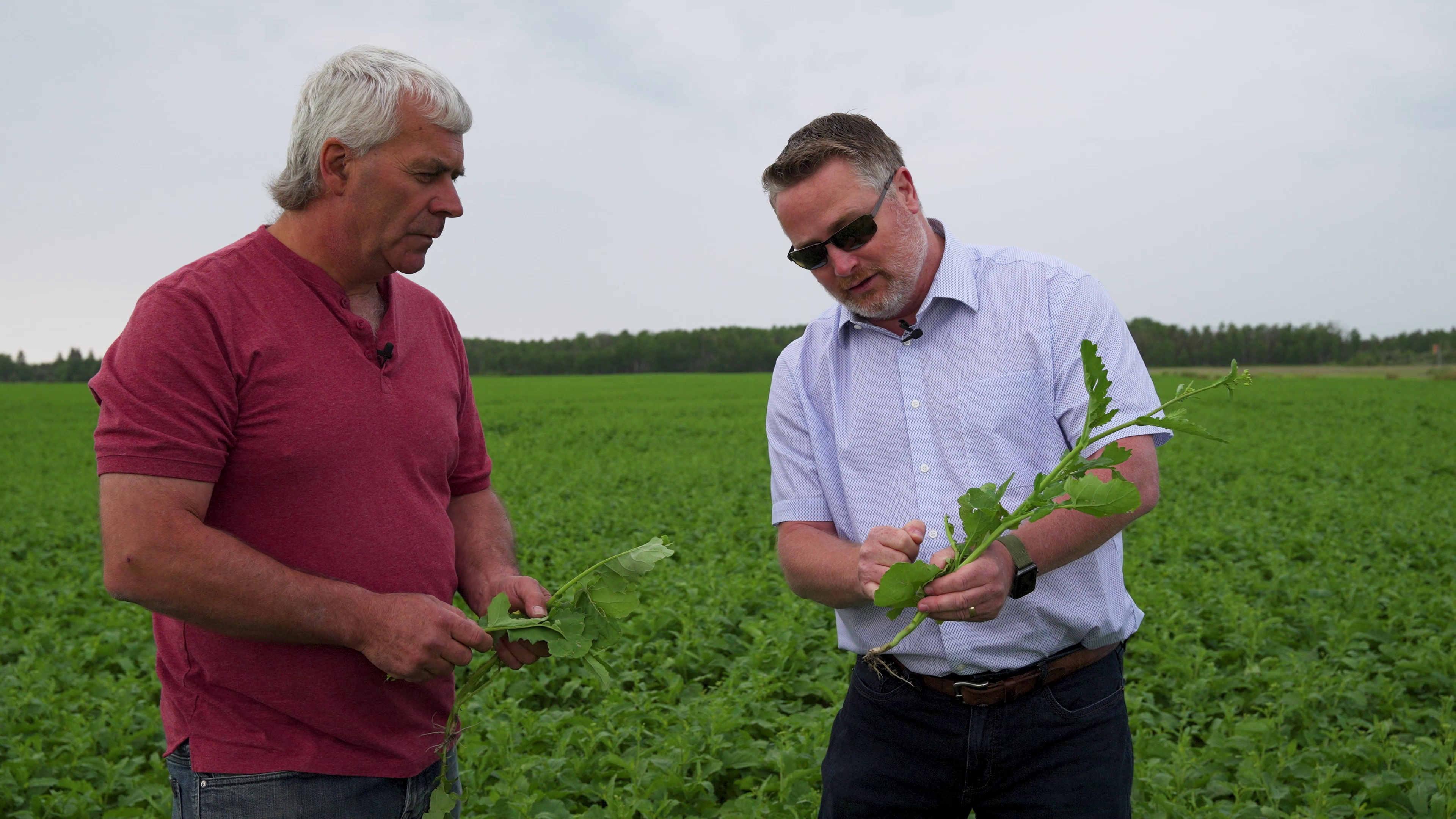 Sappy Business | Episode 3 | Quest for the Canola Crown