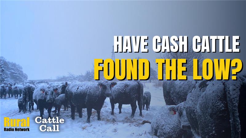 Have Cash Cattle Found the Low? | 2/19/25 Cattle Call