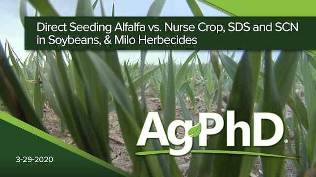 Direct Seeding Alfalfa vs Nurse Crop,...