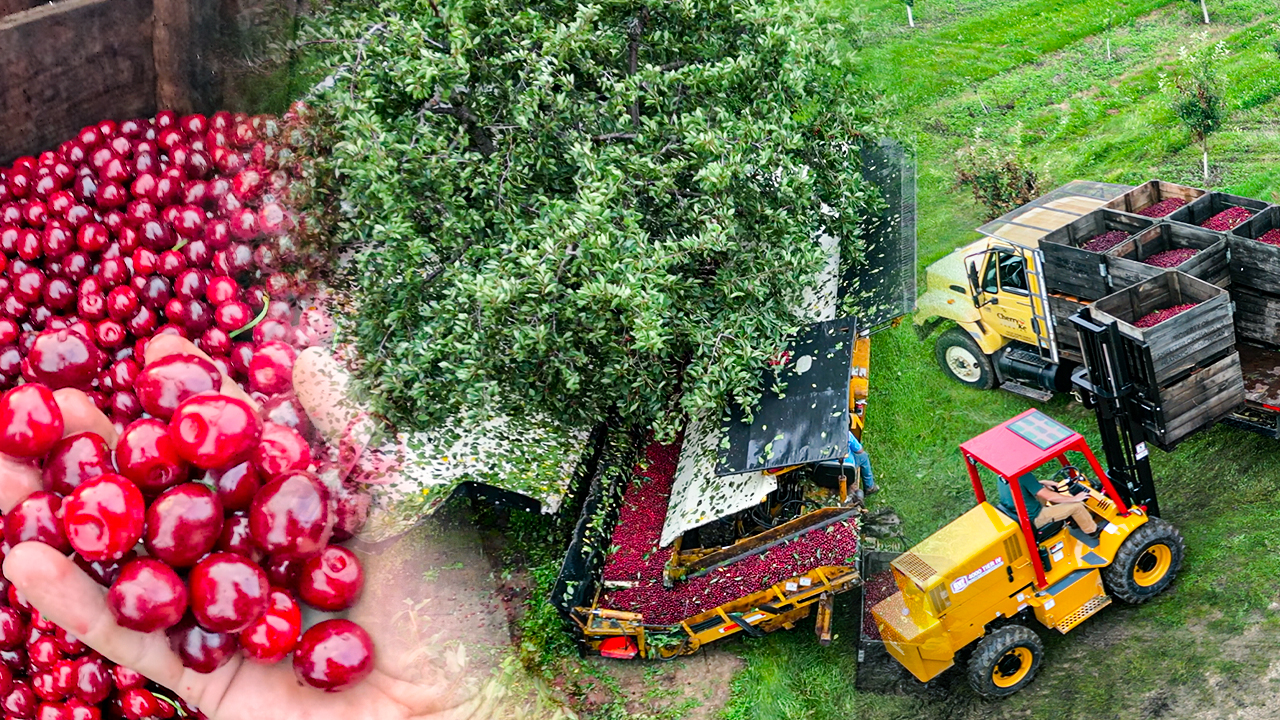 I've Harvested Cherries for 17 Years… But Never Like This | Pomes and Stones