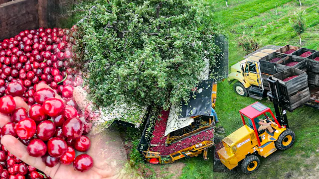 I've Harvested Cherries for 17 Years…...