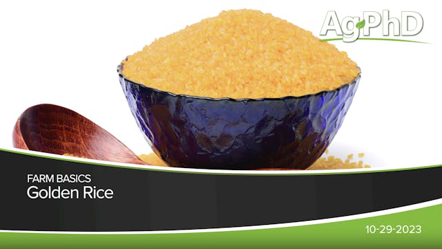 Golden Rice | Ag PhD