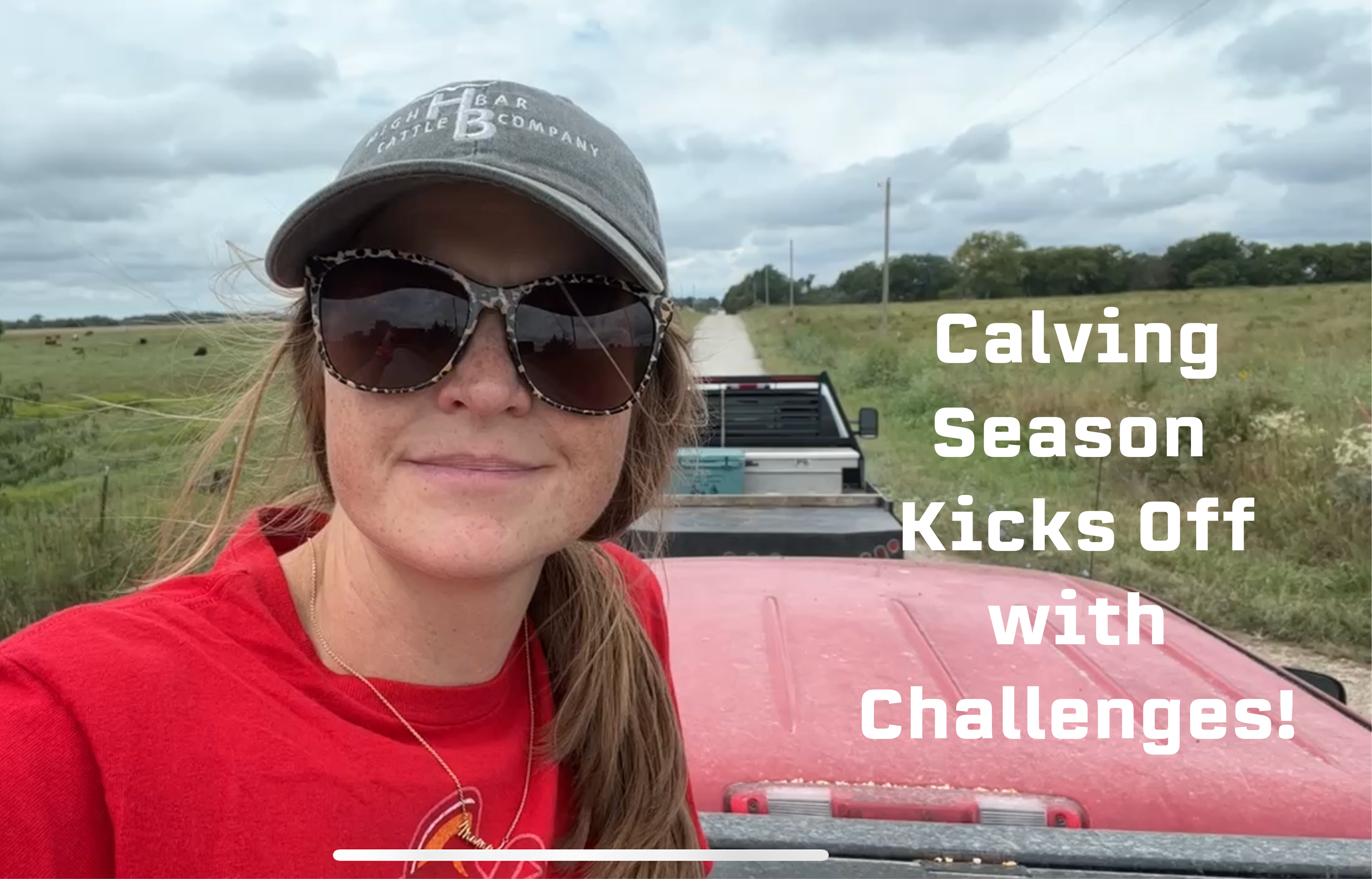 Calving Season Transport & Faux Meat - Both Having Some Issues | Buzzard's Beat