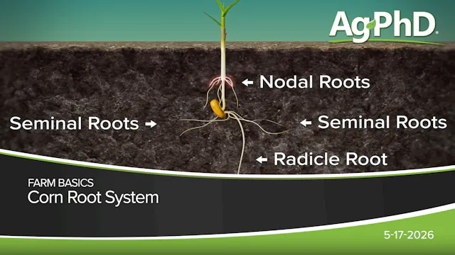 Corn Root System | Ag PhD
