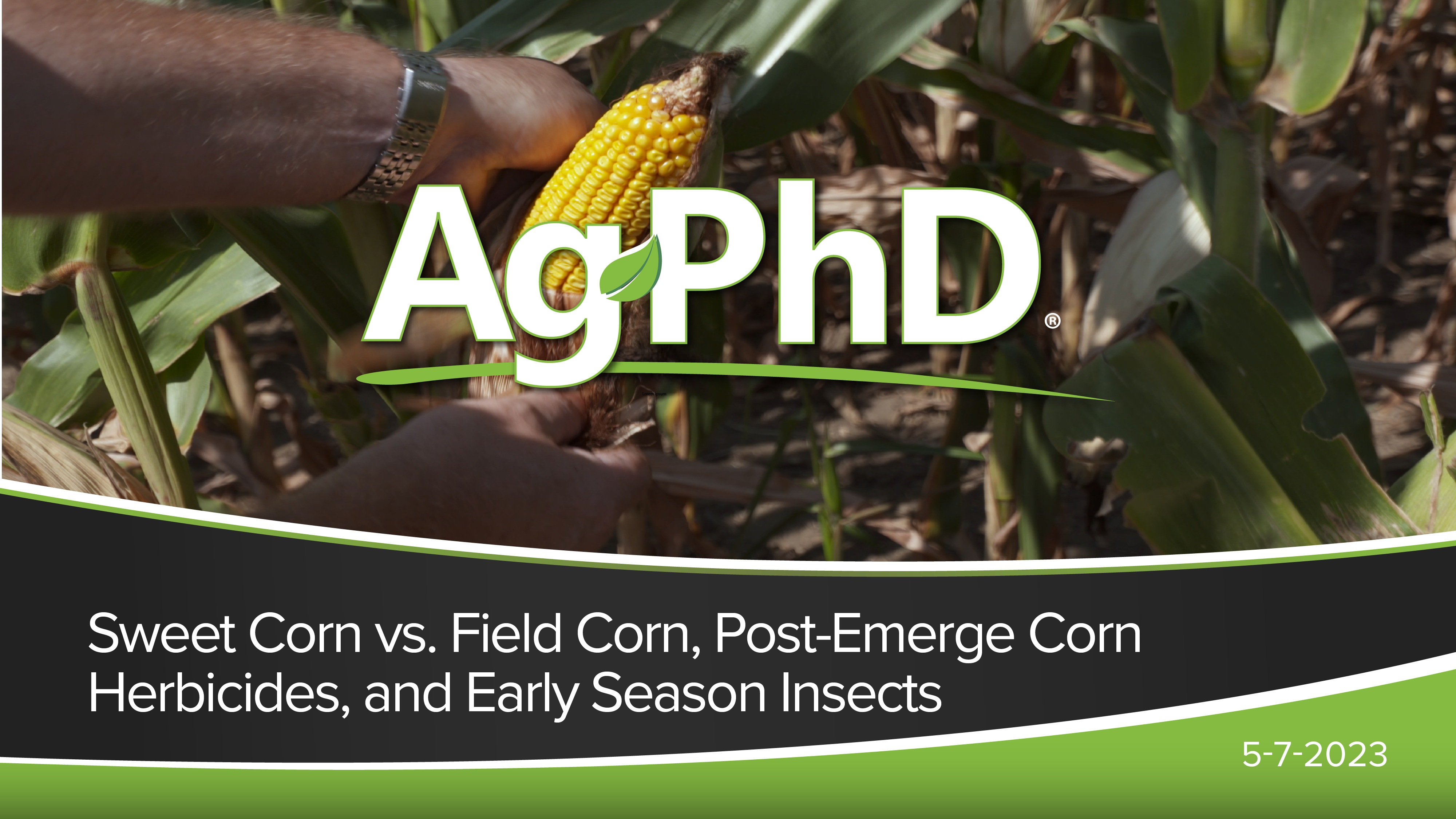 Sweet vs. Field Corn, Post-Emerge Corn Herbicides, Early Season Insects | Ag PhD