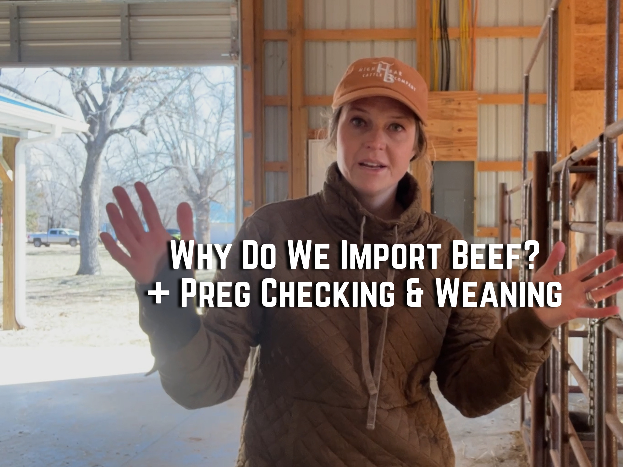 Why Do We Import Beef + Preg-Checking & Weaning | Buzzard's Beat