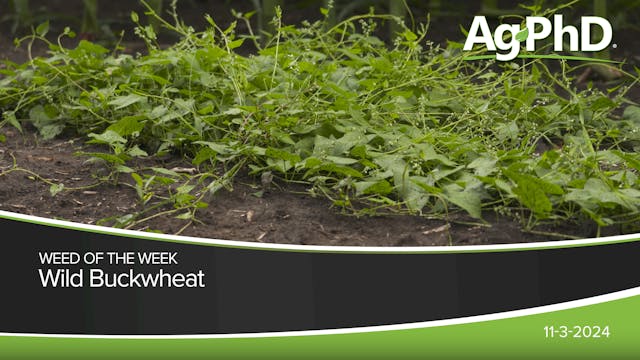 Wild Buckwheat | Ag PhD